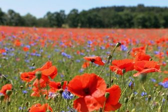 Das Geheimnis des bei Leubnitz blühenden Mohnfeldes - Schon von weitem sieht man es knallrot leuchten, blaue und weiße Farbtupfer kommen hinzu, wenn man näher kommt: Das prächtig blühende Feld voller Mohn- und Kornblumen zwischen Leubnitz und Rößnitz gehört dem Biobetrieb Seiler. 