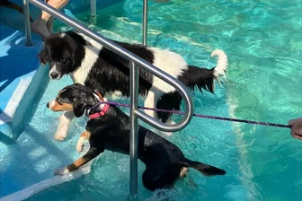 Das gibt’s nur im Freibad Mylau: „Der Sommer war für die Katz, der Sonntag ist für den Hund“ - Herausspaziert und hereinspaziert. Am Sonntag ist es im Freibad Mylau wieder soweit.