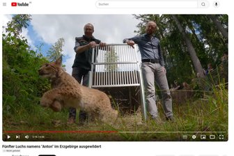 „Das ging schnell“: Neues Video zeigt Auswilderungsaktion von fünftem Luchs im Erzgebirge - Ein Video des Landesumweltamtes zeigt die Auswilderungsaktion des Luchses in dieser Woche im Erzgebirge.