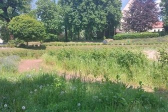 Das Glauchauer Rosarium verunkrautet - Vom Rosarium ist nicht viel zu sehen.
