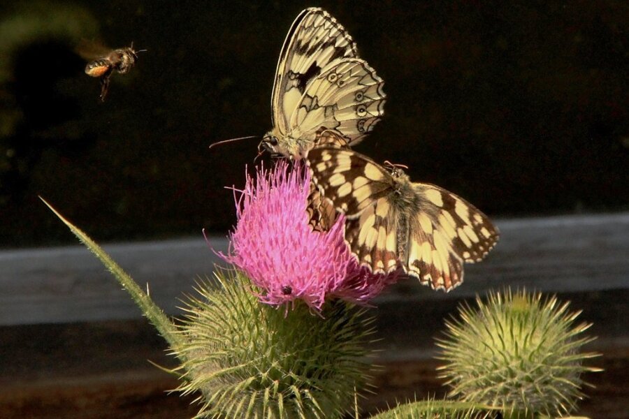 Das große Flattern im Vogtland: Schmetterlinge sind die Überflieger des Jahres - Die Blüten von Disteln locken den markanten Schachbrettfalter und andere Insekten an.