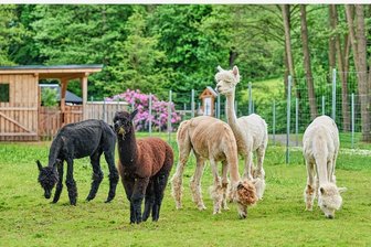Das Gut Förstel in Langenberg und die tierischen Stars der Wohngemeinschaft - Sie sind die tierischen Mitbewohner und heimlichen Stars im Alterswohnsitz Gut Förstel in Langenberg.