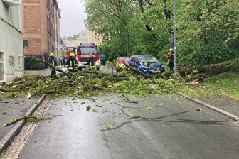 „Das hätte mit Toten enden können“: Baum fällt in Oelsnitz auf einen Ford - Gegen 11 Uhr hat es am Donnerstag in der Grabenstraße diesen alten Baum entwurzelt.
