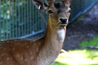 Das ist der neue Hubert - Der neue Platzhirsch im Damwildgehege ist etwa drei Jahre alt. Von nun an trägt er den Namen Hubert.