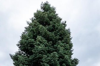 Das ist der Zwickauer Weihnachtsbaum - Diese 22 Meter hohe Colorado-Tanne aus Marienthal wird der Zwickauer Weihnachtsbaum. 