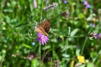 Das ist die schönste Kleingarten-Anlage im Landkreis Zwickau - Einen Schmetterlingsgarten und mehr hat die schönste Kleingartenanlage im Landkreis Zwickau.