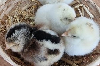 Das Kita-Kükenprojekt - Diese vier Küken sind der ganze Stolz der Kinder.