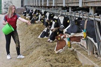 „Das klassische System funktioniert nicht mehr“: Warum Glauchaus Milchbauern dennoch optimistisch sind - Milchkühe, wie im Stall der Agrargenossenschaft Langenchursdorf, müssen regelmäßig gefüttert und dreimal am Tag gemolken werden.