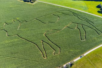 Das kuhlste Labyrinth des Erzgebirges: Im Maisfeld versteckt sich eine Riesen-Kuh - Aus der Luft wird die im Maisfeld versteckte Riesen-Kuh erkennbar. Zu finden ist das Labyrinth an der Straße zwischen Oberdorf und Beutha.