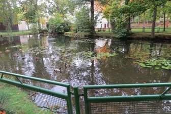 Das passiert an Teichen im Oberen Vogtland - Der Teich im Erlbacher Schlosspark steht vor einer Sanierung.