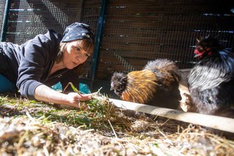 Das Plauener Tierheim schlägt Alarm: Unbekannte hinterlassen besondere Hühner im Fundtierzwinger - doch wohin mit ihnen? - Andrea Raczek kümmert sich um zwei der anonym hinterlassenen Seidenhähne: Sie heißen Friedrich und Friedrich.