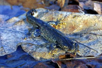 Das seltsame Zwischenlager in Halsbach - Der Kammmolch ist "streng geschützt". Das Bundesnaturschutzgesetz verbietet, diese Art zu fangen, zu verletzen oder zu töten. Zudem ist verboten, sie durch Aufsuchen ihrer Lebensstätten zu beunruhigen. Foto: Jörg Böhm/Archiv.