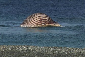 "Das Tier könnte mit einem großen Knall in die Luft fliegen" - Der tote Buckelwal liegt aufgebläht vor der dänischen Insel Anholt.