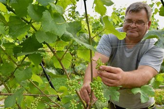 Das vielleicht kleinste „Weinanbaugebiet“ Sachsens und die Geschichte eines Gartenvereins in Chemnitz - Hobbywinzer Roy Thiemer nutzt seinen Kleingarten für den Anbau von Weinreben.