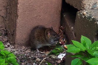 „Das war so ekelhaft“: Hat Crimmitschaus Innenstadt ein Ratten-Problem? - Eine Ratte am Wohnblock Jahnstraße 12, die sich an Müllresten zu schaffen macht, die offenbar weggeworfen wurden.
