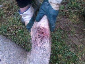Der erste Hinweis auf einen Wolf war dieser tödliche Kehlbiss am Kitz nahe der B101.