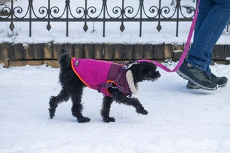 Dauerfrost und Schnee in Sachsen: Kommt Ende der Woche milderes Wetter? - Der Winter hat uns auch weiterhin fest in seinem eisigen Griff.