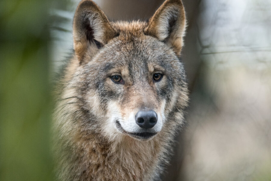 Debatte um den Wolf - Appell für besseren Herdenschutz - 