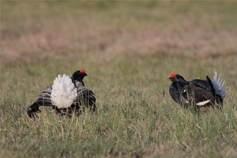Dem Birkhuhn fehlt der Durchblick: Wie der seltenen Tierart im Erzgebirge geholfen werden soll - Ein Anblick, der entlang des Erzgebirgskamms immer seltener wird: Zwei Birkhähne kämpfen auf einem Balzplatz um die Gunst eines Birkhuhns. Das Vorkommen der seltenen Tierart ist in der Region rückläufig.