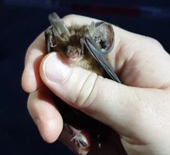 Den Fledermäusen auf der Spur - Bei der Fledermausnacht vor zwei Jahren wurden einige der nachtaktiven Tiere eingefangen und vermessen.