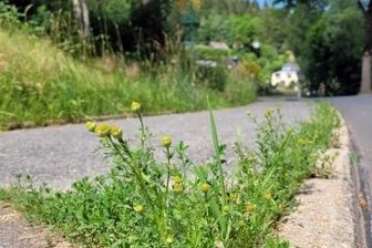 Der Ärger um Kleinigkeiten - In Waschleithe sprießt Grün aus dem Fußweg.