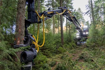 Der Borkenkäfer ist fort: Wie diese Stadt im Vogtland vom Holzverkauf profitiert - Holzernte in Sachsen: Der Borkenkäfer ist weg, das Holz ohne Schäden, die Preise gut: Das gilt auch für Rodewischs Stadtwald (Symbolbild).