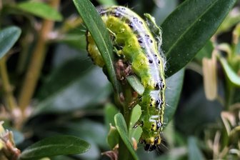Der Buchsbaumzünsler erreicht das Erzgebirge: Was Gartenbesitzer beachten sollten - Der Buchsbaumzünsler frisst die Bäumchen in kurzer Zeit kahl.