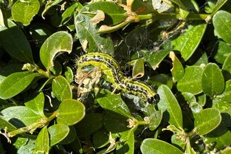Der Buchsbaumzünsler frisst sich durch Mittelsachsen - Die Raupe des Buchsbaumzünselers frisst sich durch eine Hecke.