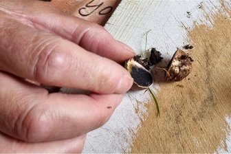 Der Countdown für die Pilzsaison um Rochlitz läuft - Der dünnschalige Kartoffelbovist ist innen dunkel, blau und giftig, kann aber auch im jungen Zustand weiß sein, also Vorsicht! Der Wiesenbovist ist jung essbar, so lange das Fleisch des Fruchtkörpers weiß und fest ist und keine Lamellen vorhanden sind.