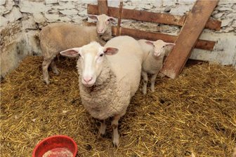 Der erste gemeldete Riss des Jahres im Erzgebirge: Wolf tötet Schafbock in Wiesa - Verängstigt stehen die drei verbliebenen Schafe - zwei Muttertiere und ein Lamm - im Stall auf dem Bauernhof in Wiesa. Den dazugehörigen Bock hat vor wenigen Tagen ein Wolf getötet. 