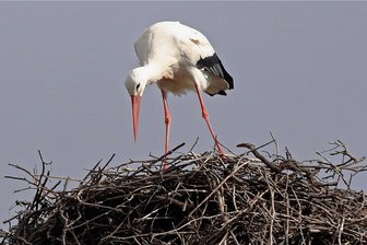 Der erste Storch fliegt pünktlich in Glauchau ein - 