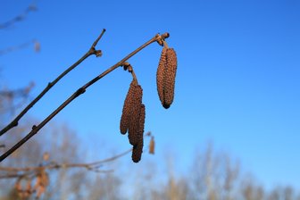Der Frühling lässt grüßen: Im Vogtland beginnt das Pollenflugwetter - Bei Plusgraden öffnen sich die Haselkätzchen und geben Blütenstaub frei.
