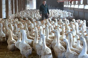 Der Gänsebauer von Schönberg - Im Stall werden die Mastgänse hier nur in den letzten Tagen vor dem Schlachten gehalten.