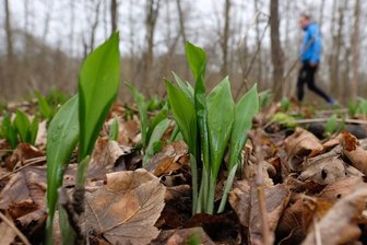 Der große Bärlauch-Klau: Leipzig schickt mehr Streifen durch den Auwald - Bärlauch: In den Auenwäldern um Leipzig wächst das Kraut in Massen. 