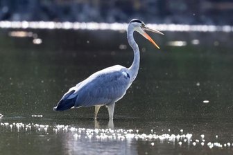 Der Gründelteich ist nur noch eine Pfütze - Dieser Graureiher kann schon durch den gesamten Gründelteich waten und auf Fischjagd gehen.
