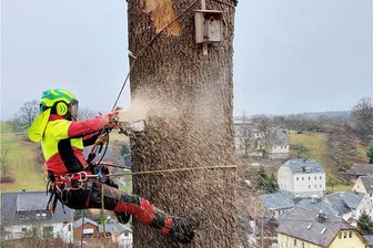 Der Herr der Bäume: Wie ein Witzschdorfer seine Kletterleidenschaft zum Beruf macht - Mit Seilen gesichert setzt Lukas Fröhner in luftiger Höhe seine Kettensäge an. Dank seiner Ausbildung als Baumkletterer sind solche Aufgaben für den Witzschdorfer kein Problem. 