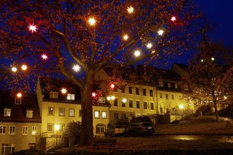 Der Herrnhuter-Sterne-Zauber ist in Hohenstein-Ernstthal umgezogen - Diese imposante Eiche am Altmarkt ist einer von mehreren Bäumen, in denen Sterne leuchten.