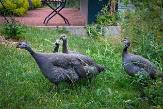 Der Hühnerdieb im Anna-Garten - Perlhühner sollen Gärtnermeister Eberhard Meyerhoff beim Kampf gegen die Schnecken unterstützen. Diese Vier sind allerdings schon die zweite Besetzung, die ersten Tiere hatte sich trotz aller Vorsichtsmaßnahmen ein Raubtier geholt.