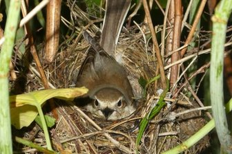 "Der Kampf gegen Knöterich zerstört unzählige Vogelbruten" - Ein Weibchen des Neuntöters brütet im Staudenknöterich an der Zwickauer Mulde. Diese Vogelart steht auf der Roten Liste. 