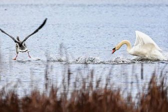 Der Klügere gibt nach: Revierkampf auf dem Plauener Burgteich -