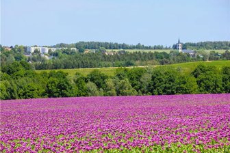 Der leuchtende Mohn wächst diesmal besonders gut - Diebstahl bringt nichts! - In der Nähe von Callenberg blüht derzeit wieder der Mohn der Waldenburger Agrar GmbH. 
