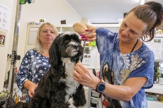 Der Lichtensteiner Hundefriseurin geht´s nicht nur ums schöne Fell - Janina Schikade (hinten) schaut ihrem „Azubi“ Jennifer Menzel genau auf die Finger - hier bei der Arbeit an ihrem Tibet-Terrier Jack. Der ist an das regelmäßige Frisieren von klein auf gewöhnt. Jennifer hat sich bestens in das neue Metier reingefitzt und legt demnächst ihre Prüfungen ab.