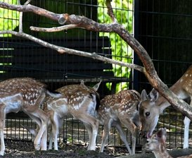 Der liebestolle Hirsch von Hainichen - Am 7. Mai kam das erste Kalb zu Welt. Alle fünf Jungtiere nehmen noch Muttermilch an, knabbern auch schon selbst Frischfutter. In Hainichen wird sogar mehrsprachig davor gewarnt, die Tiere zu füttern.
