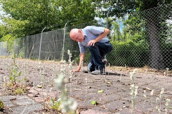 Der neueste Coup des Freiberger Mathematikers mit dem Auge für seltene Pflanzen - Professor Dietrich Stoyan hat an der Freiberger Molkerei Acker-Filzkraut entdeckt.