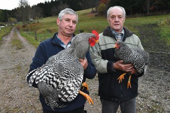 Der Rassegeflügelverein Frauenstein bereitet eine Schau in Reichenau vor - trotz Geflügelpest-Gefahr - Rudolf Börner (l.) und Lutz Wolf mit ihren Amrock-Hühnern.