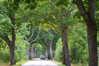Der Reisetipp Nordpolen: Eine Fahrt durch masurische Alleen - Grünes Paradies
