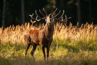 Der Rothirsch ist das Wildtier des Jahres: Warum der „König des Waldes“ nicht nur im Vogtland zum Zankapfel wird - Ein Rothirsch. Im Vogtland beschränkt sich das Vorkommen auf die höheren Lagen.