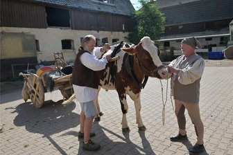 Der Show-Ochse aus dem Erzgebirge: Wie mit Henry monatelang für einen Festumzug geübt wird - Ochse Henry wird beim Training für den Festumzug in Lugau von Maik Voigtländer (r.) und Rene Seek vor den Karren gespannt.