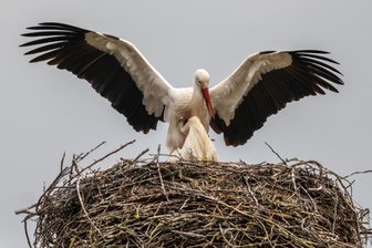Der Storch ist da: Rückkehrer beziehen Nistplatz in Weischlitz - 