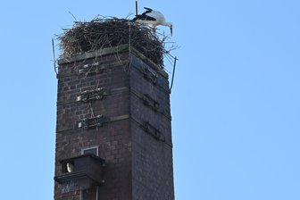 Der Storch ist zurück in Burgstädt und hat seinen Kumpel mitgebracht - 